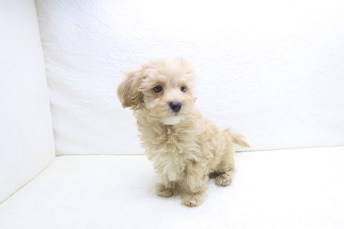神奈川県のマルプー(マルチーズ×プードル) (かねだい海老名店/2025年10月7日生まれ/男の子/アプリコット)の子犬の2枚目の画像