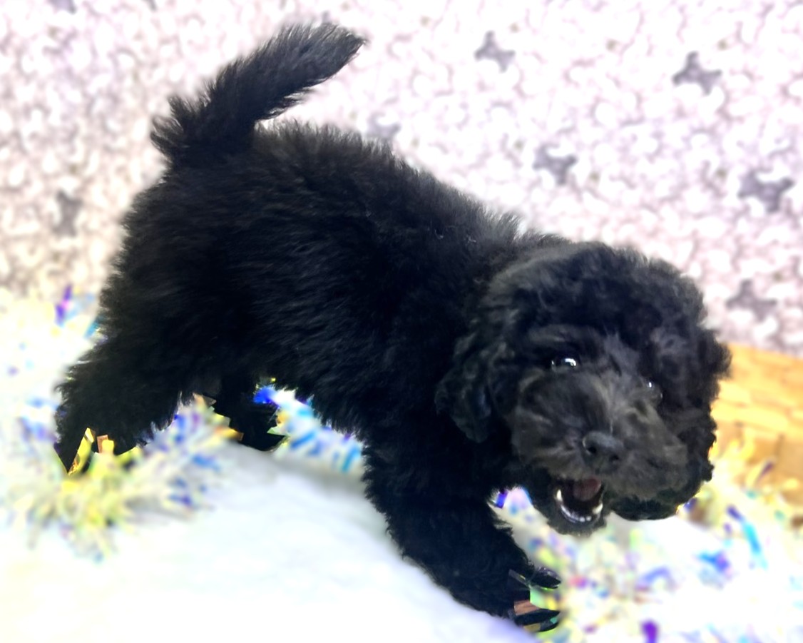 茨城県のトイプードル(トイ) (かねだいペットトライアル利根川/2025年9月5日生まれ/男の子/ブラック)の子犬の1枚目の画像