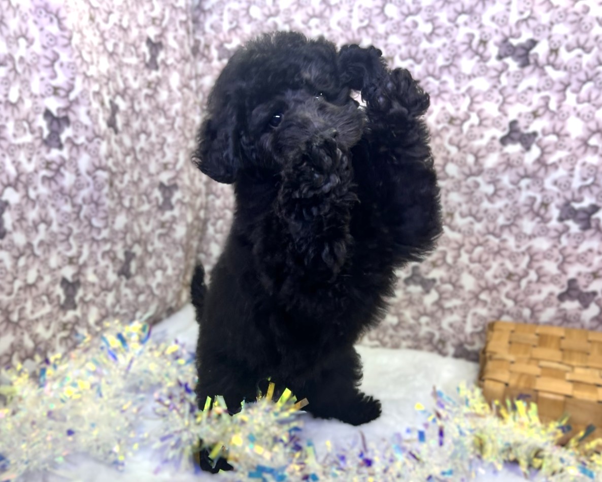 茨城県のトイプードル(トイ) (かねだいペットトライアル利根川/2025年9月5日生まれ/男の子/ブラック)の子犬の3枚目の画像