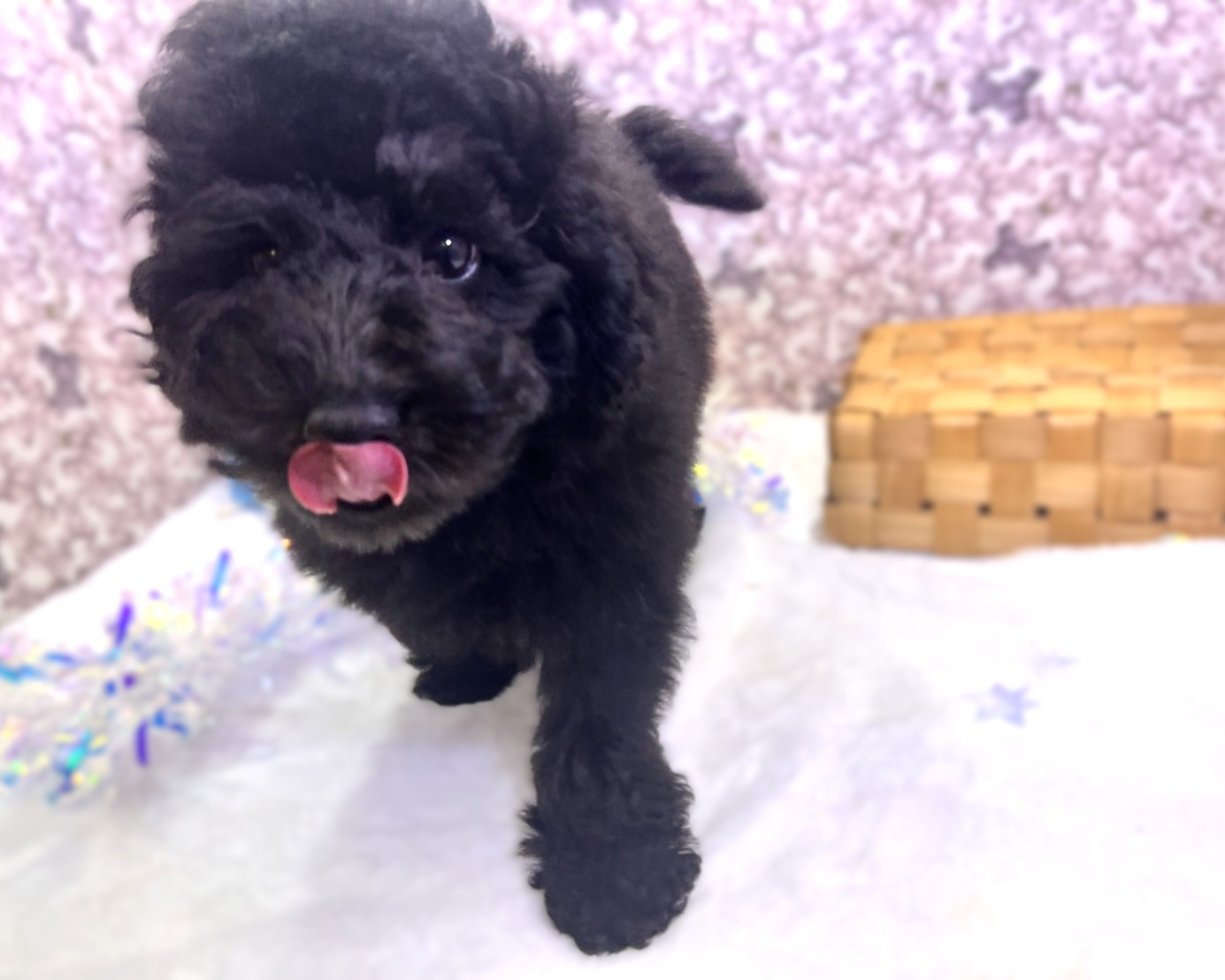 茨城県のトイプードル(トイ) (かねだいペットトライアル利根川/2025年9月5日生まれ/男の子/ブラック)の子犬の4枚目の画像