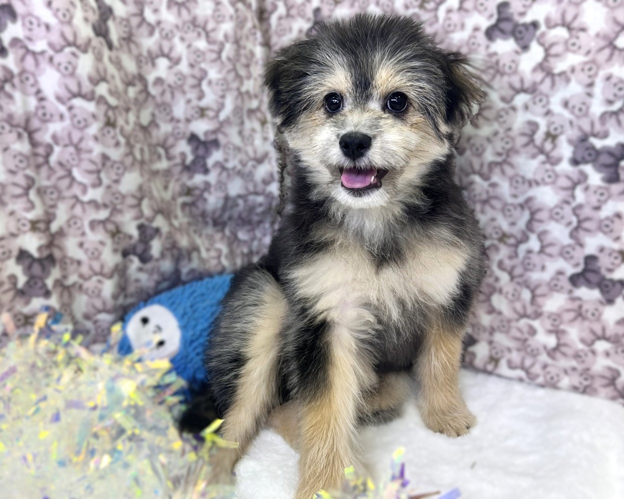 茨城県のポメプー(ポメラニアン×プードル) (かねだいペットトライアル利根川/2025年8月15日生まれ/男の子/ブラックタン)の子犬の1枚目の画像