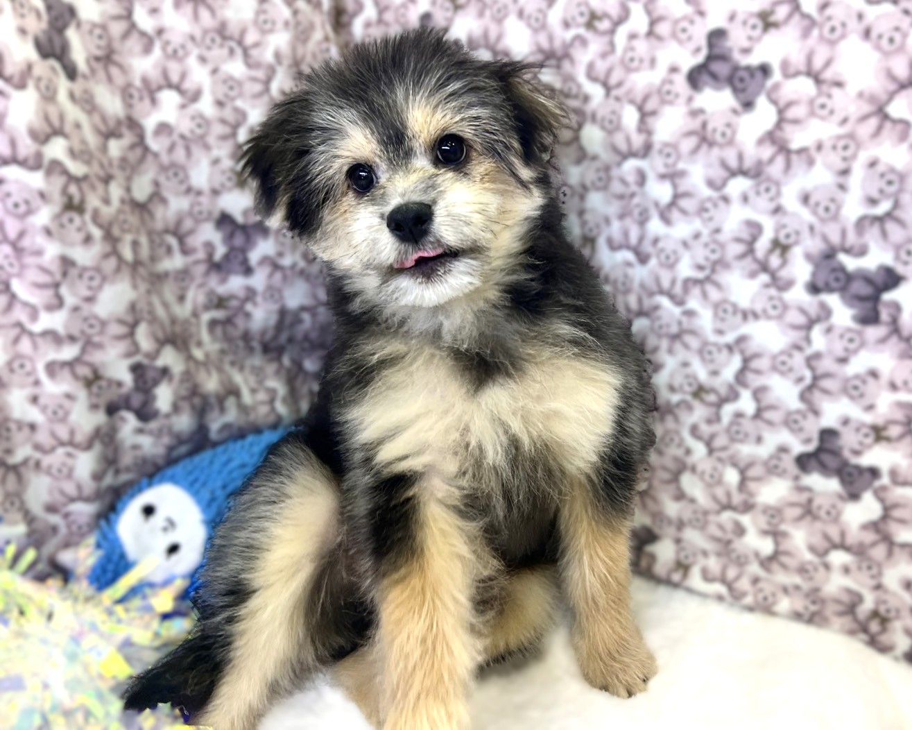 茨城県のポメプー(ポメラニアン×プードル) (かねだいペットトライアル利根川/2025年8月15日生まれ/男の子/ブラックタン)の子犬の3枚目の画像