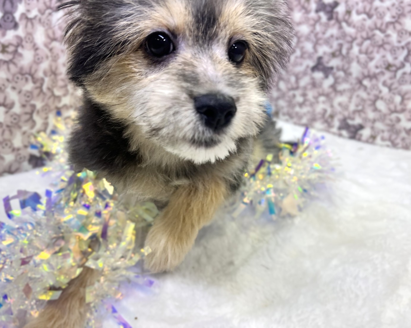 茨城県のポメプー(ポメラニアン×プードル) (かねだいペットトライアル利根川/2025年8月15日生まれ/男の子/ブラックタン)の子犬の3枚目の画像