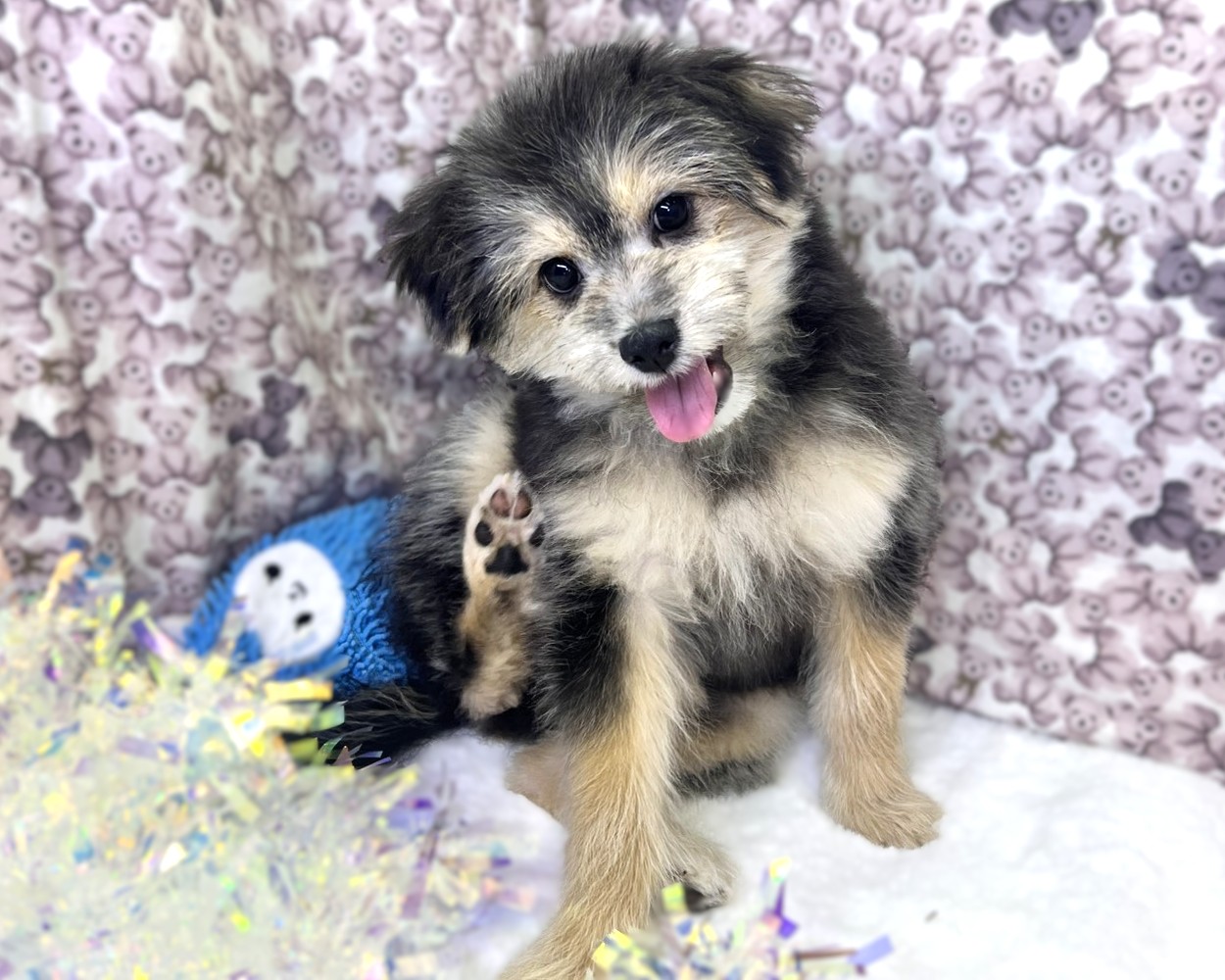 茨城県のポメプー(ポメラニアン×プードル) (かねだいペットトライアル利根川/2025年8月15日生まれ/男の子/ブラックタン)の子犬の4枚目の画像