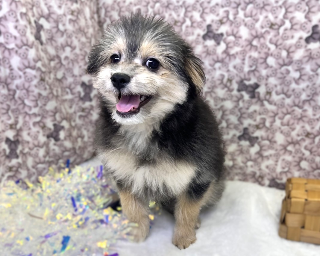 茨城県のポメプー(ポメラニアン×プードル) (かねだいペットトライアル利根川/2025年8月15日生まれ/男の子/ブラックタン)の子犬の2枚目の画像