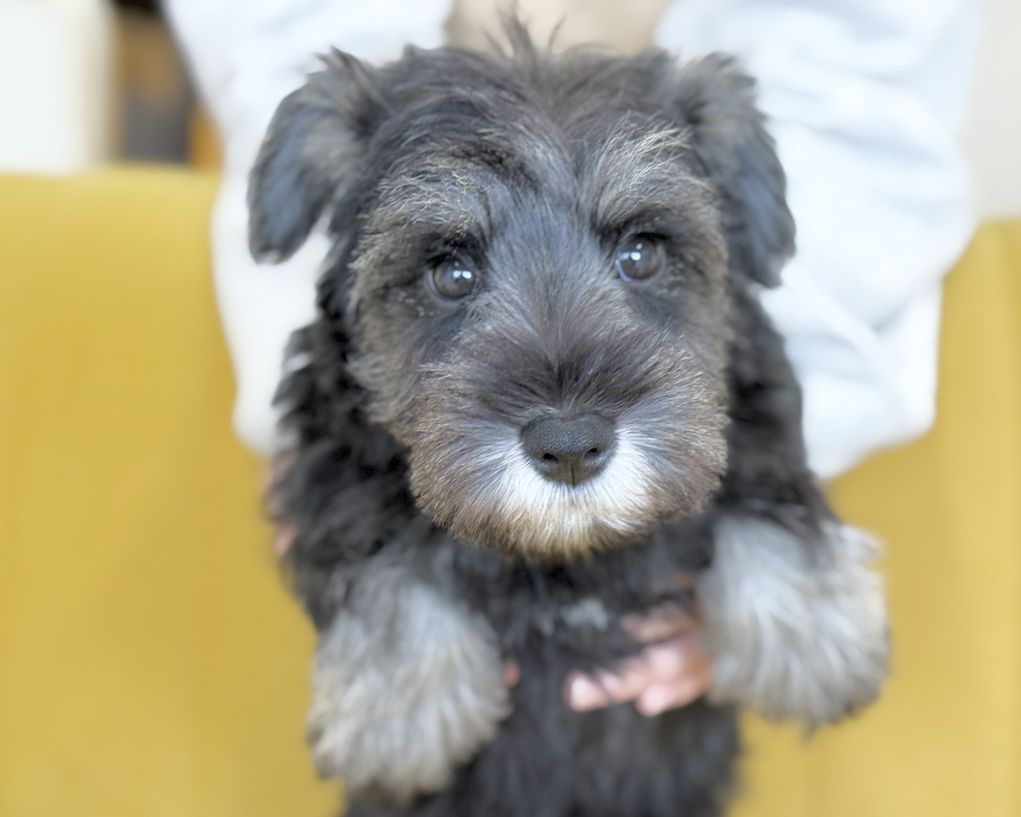 群馬県のミニチュアシュナウザー (かねだいペットトライアル前橋/2025年9月23日生まれ/男の子/ソルトペッパー)の子犬の1枚目の画像