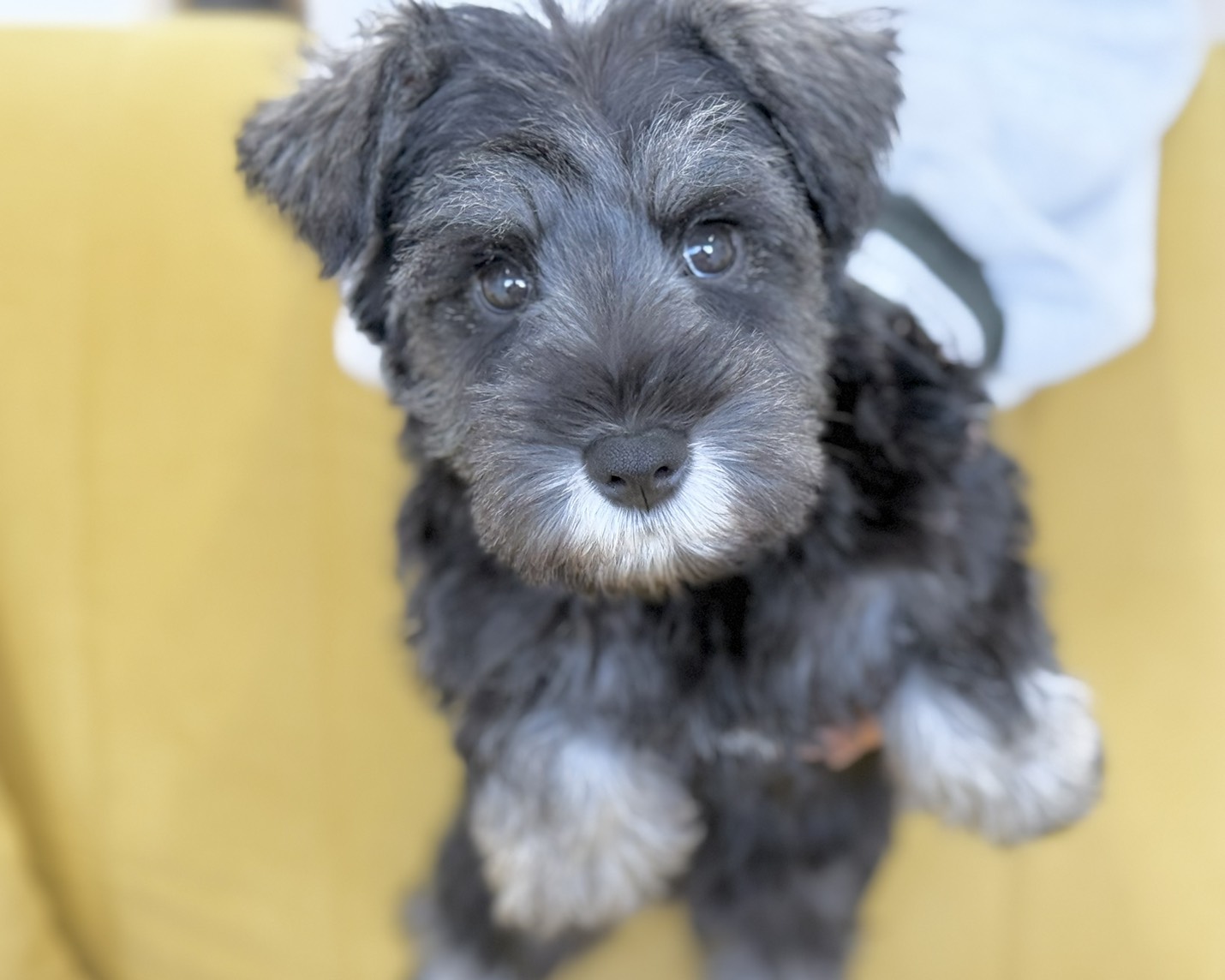 群馬県のミニチュアシュナウザー (かねだいペットトライアル前橋/2025年9月23日生まれ/男の子/ソルトペッパー)の子犬の4枚目の画像