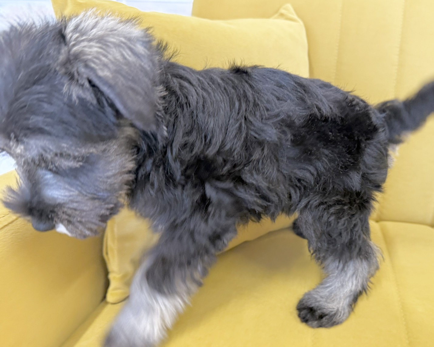 群馬県のミニチュアシュナウザー (かねだいペットトライアル前橋/2025年9月23日生まれ/男の子/ソルトペッパー)の子犬の2枚目の画像