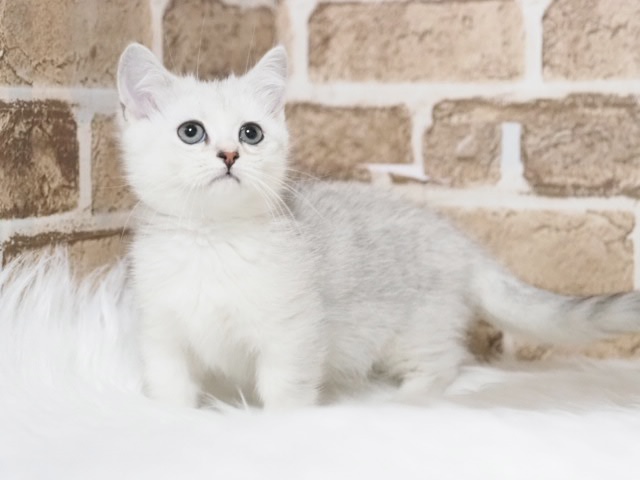 埼玉県のミヌエット (かねだい戸田店/2025年10月10日生まれ/女の子/シルバータビー)の子猫