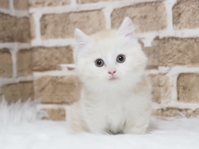 埼玉県のマンチカン (かねだい戸田店/2025年10月11日生まれ/男の子/クリームタビー)の子猫の1枚目の画像