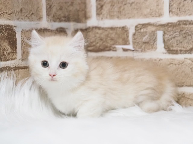 埼玉県のマンチカン (かねだい戸田店/2025年10月11日生まれ/男の子/クリームタビー)の子猫の2枚目の画像