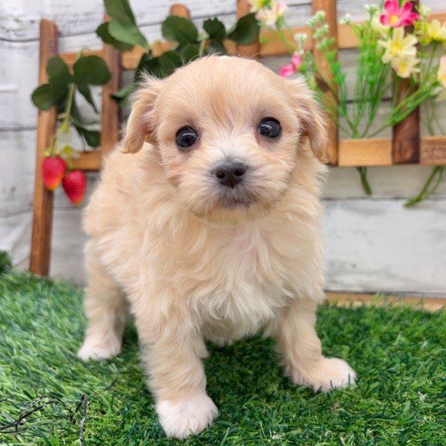 埼玉県のマルプー(マルチーズ×プードル) (かねだい所沢店/2025年10月14日生まれ/男の子/クリーム)の子犬の1枚目の画像