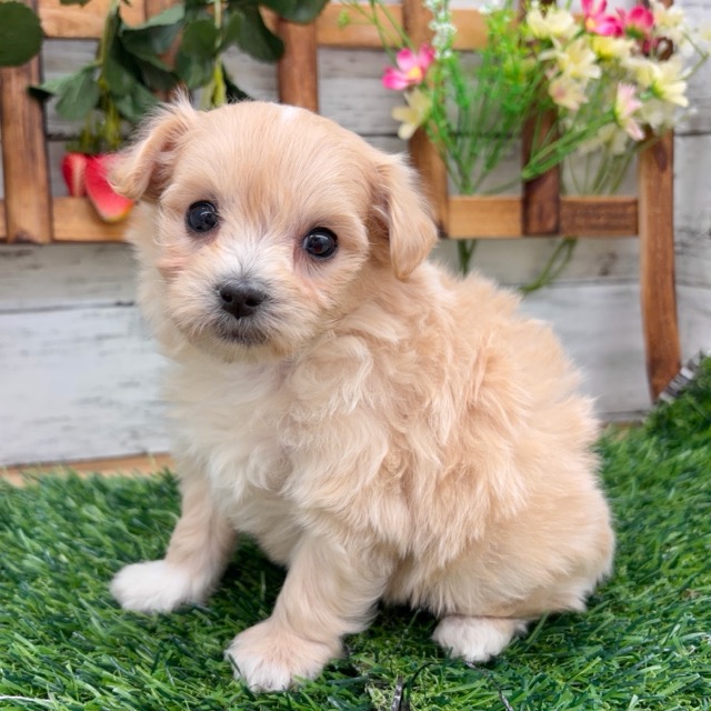 埼玉県のマルプー(マルチーズ×プードル) (かねだい所沢店/2025年10月14日生まれ/男の子/クリーム)の子犬の2枚目の画像