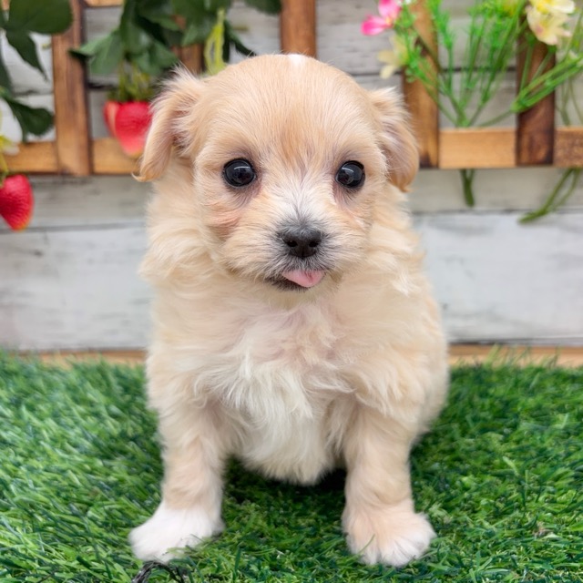 埼玉県のマルプー(マルチーズ×プードル) (かねだい所沢店/2025年10月14日生まれ/男の子/クリーム)の子犬の3枚目の画像