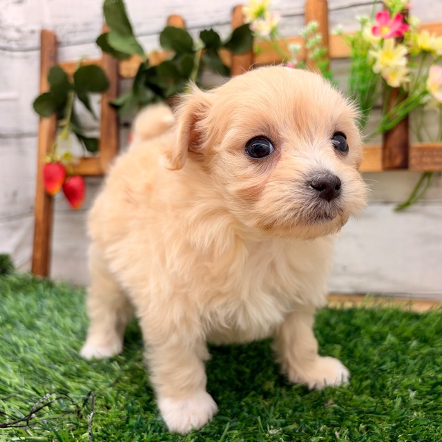 埼玉県のマルプー(マルチーズ×プードル) (かねだい所沢店/2025年10月14日生まれ/男の子/クリーム)の子犬の4枚目の画像