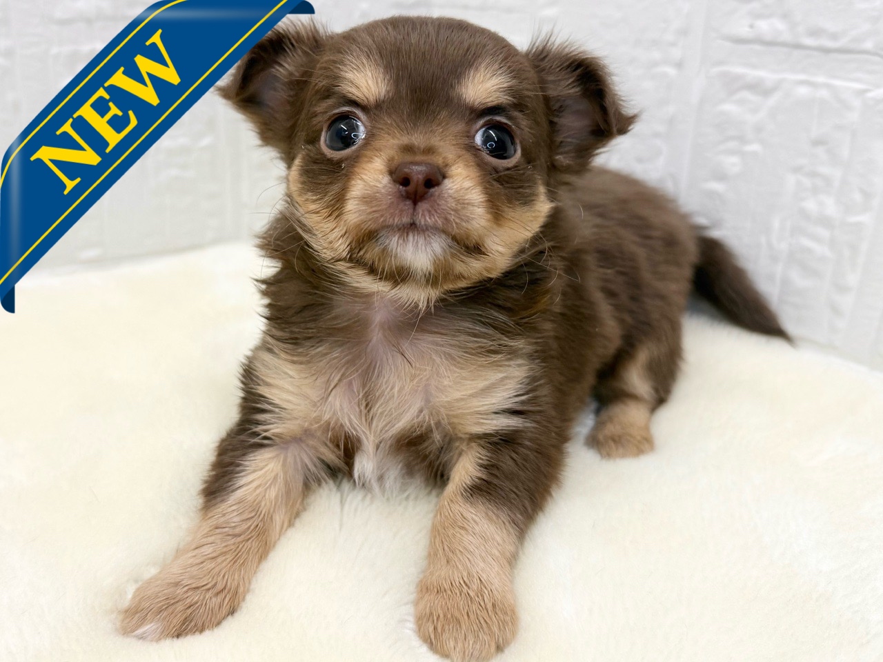 東京都のチワワ(ロング) (かねだい青梅店/2025年10月13日生まれ/女の子/チョコレートタンホワイト)の子犬の1枚目の画像