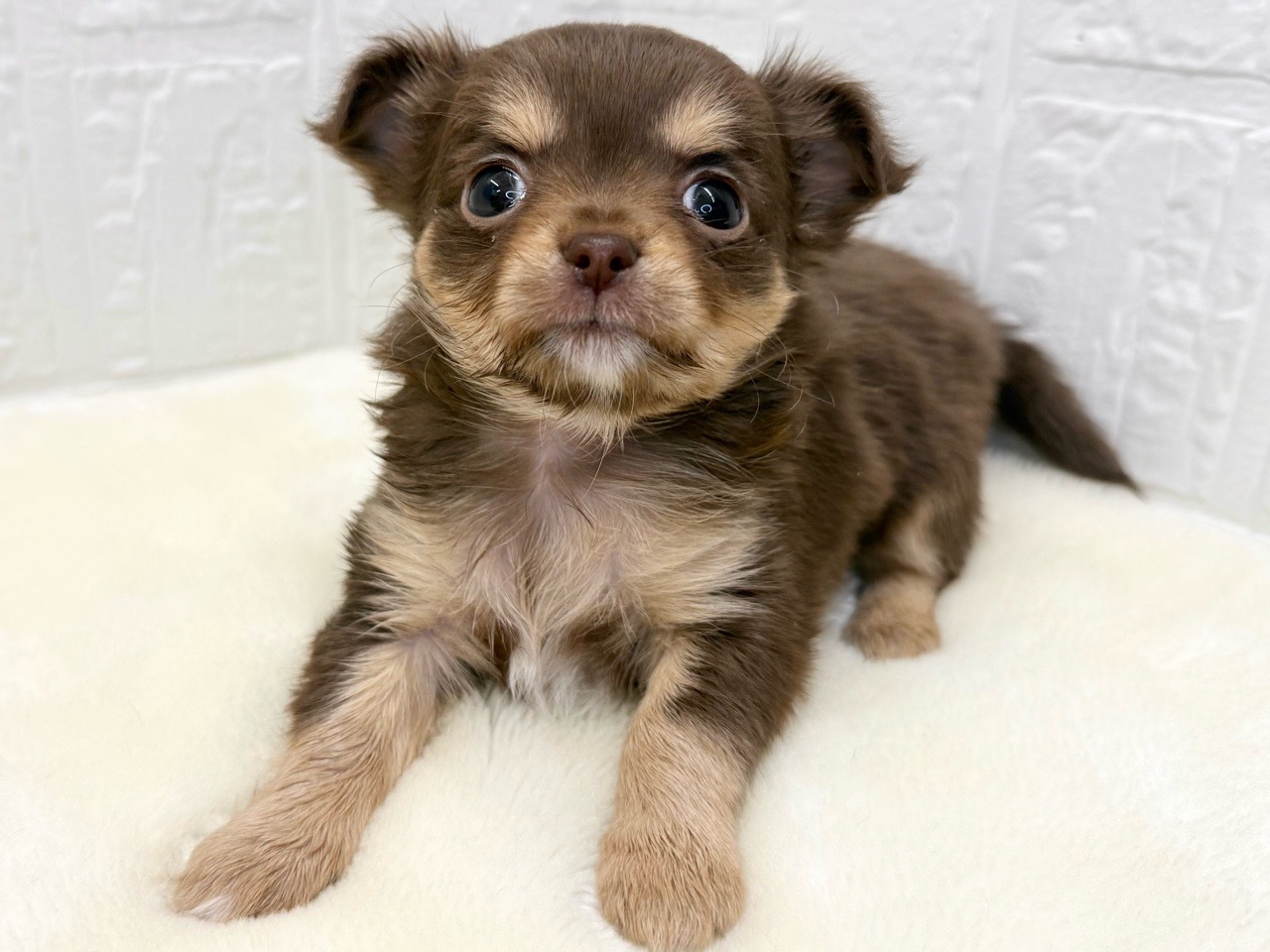 東京都のチワワ(ロング) (かねだい青梅店/2025年10月13日生まれ/女の子/チョコレートタンホワイト)の子犬の2枚目の画像
