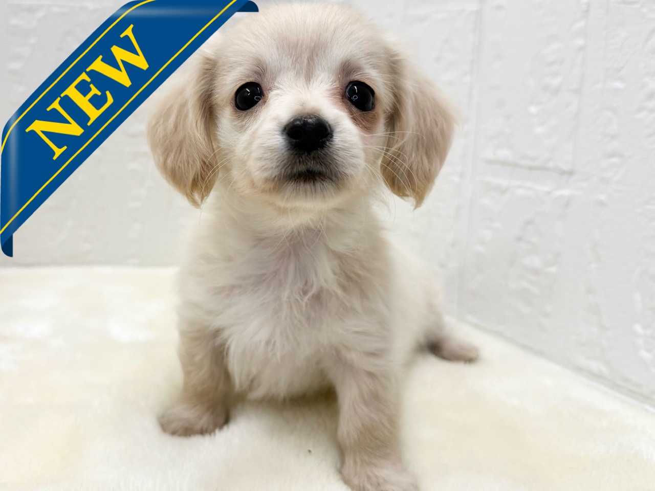 東京都のチワックス(チワワ×ダックス) (かねだい青梅店/2025年10月4日生まれ/女の子/クリーム)の子犬の1枚目の画像