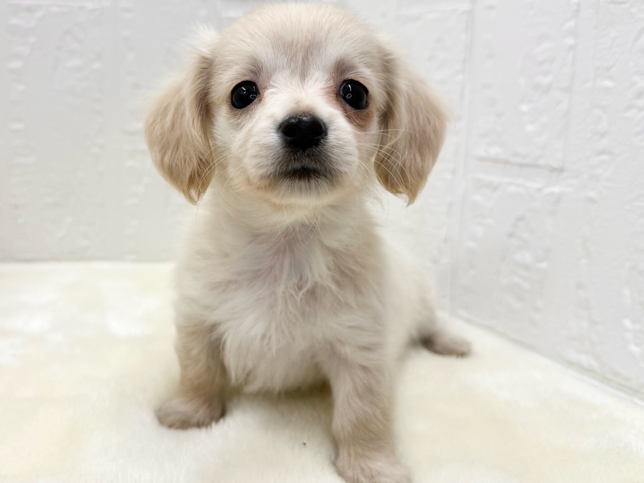 東京都のチワックス(チワワ×ダックス) (かねだい青梅店/2025年10月4日生まれ/女の子/クリーム)の子犬の2枚目の画像