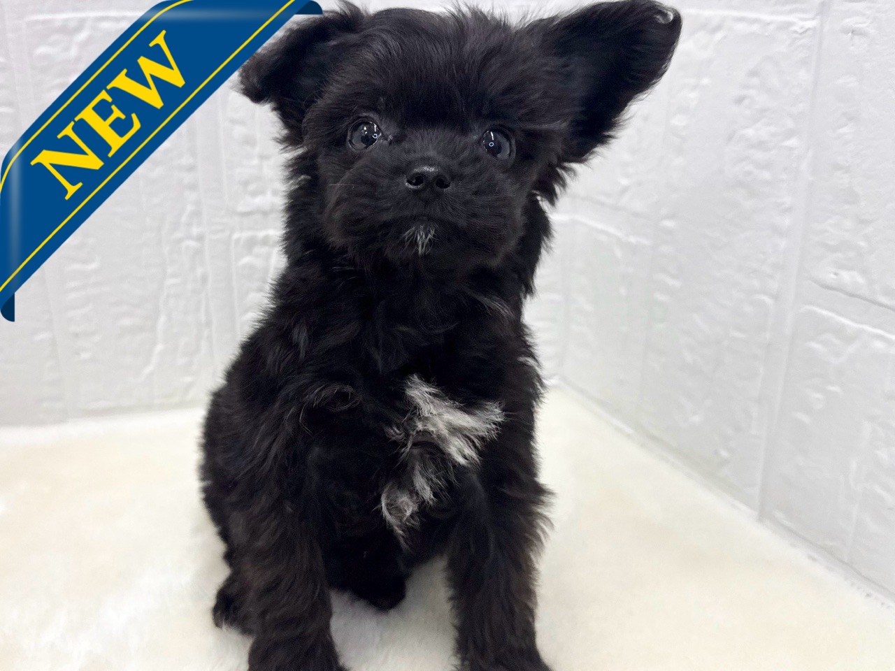 東京都のチワプー/プーチー(チワワ×プードル) (かねだい青梅店/2025年10月10日生まれ/女の子/ブラックホワイト)の子犬の1枚目の画像