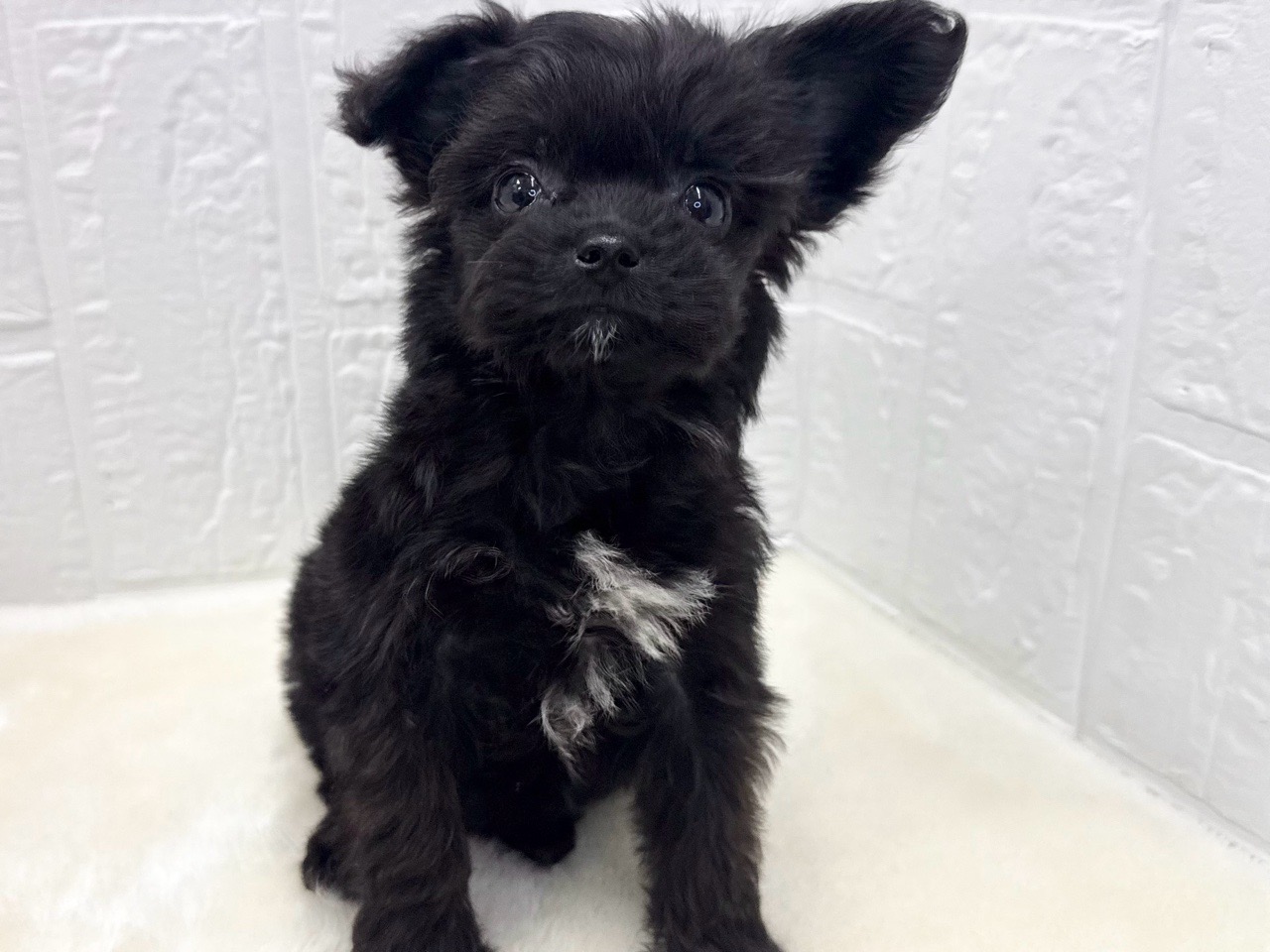 東京都のチワプー/プーチー(チワワ×プードル) (かねだい青梅店/2025年10月10日生まれ/女の子/ブラックホワイト)の子犬の2枚目の画像