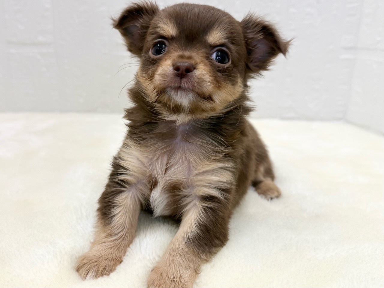 東京都のチワワ(ロング) (かねだい青梅店/2025年10月13日生まれ/女の子/チョコレートタンホワイト)の子犬の3枚目の画像