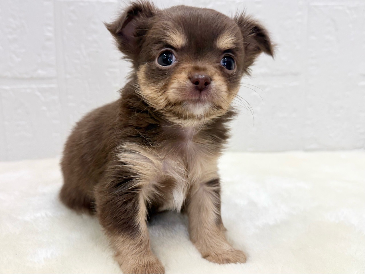 東京都のチワワ(ロング) (かねだい青梅店/2025年10月13日生まれ/女の子/チョコレートタンホワイト)の子犬の4枚目の画像