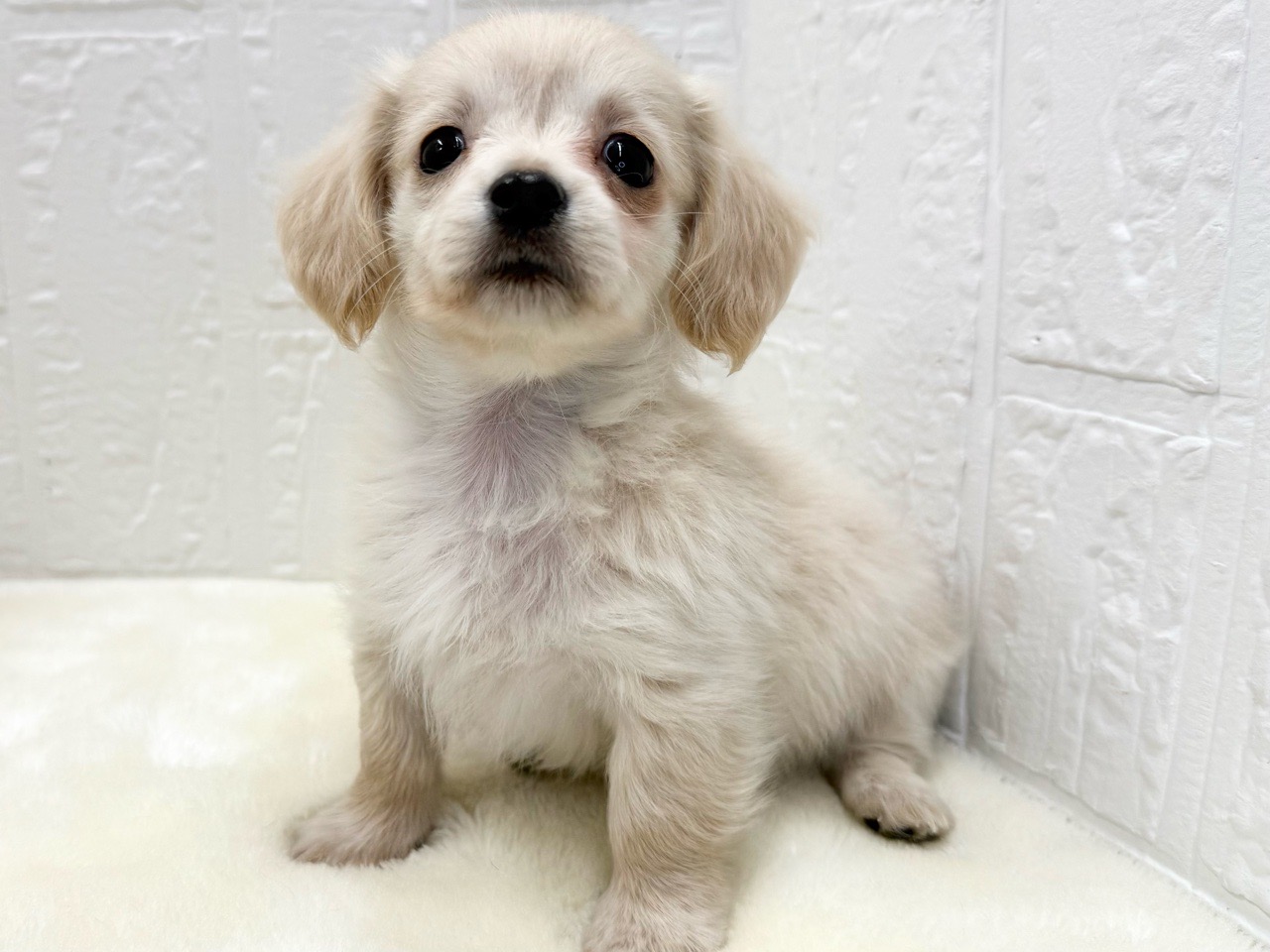 東京都のチワックス(チワワ×ダックス) (かねだい青梅店/2025年10月4日生まれ/女の子/クリーム)の子犬の3枚目の画像