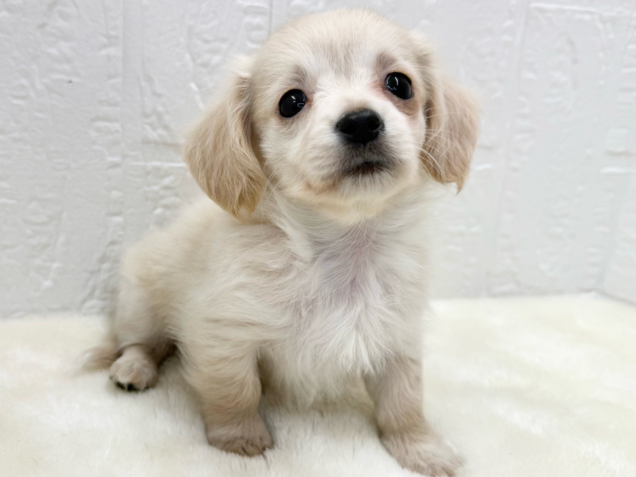 東京都のチワックス(チワワ×ダックス) (かねだい青梅店/2025年10月4日生まれ/女の子/クリーム)の子犬の4枚目の画像