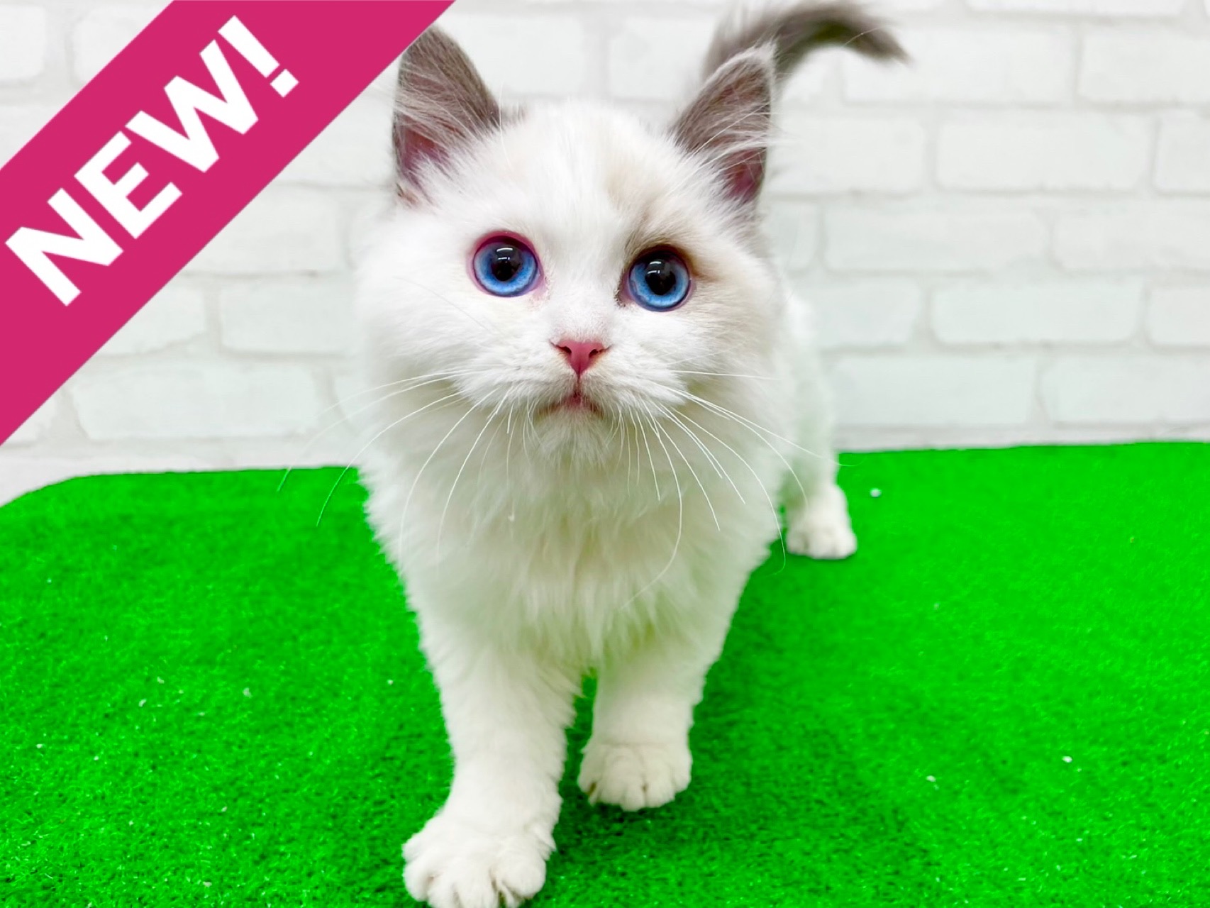 東京都のラグドール (かねだい立川店/2025年9月21日生まれ/男の子/ブルーポイントバイカラー)の子猫の1枚目の画像