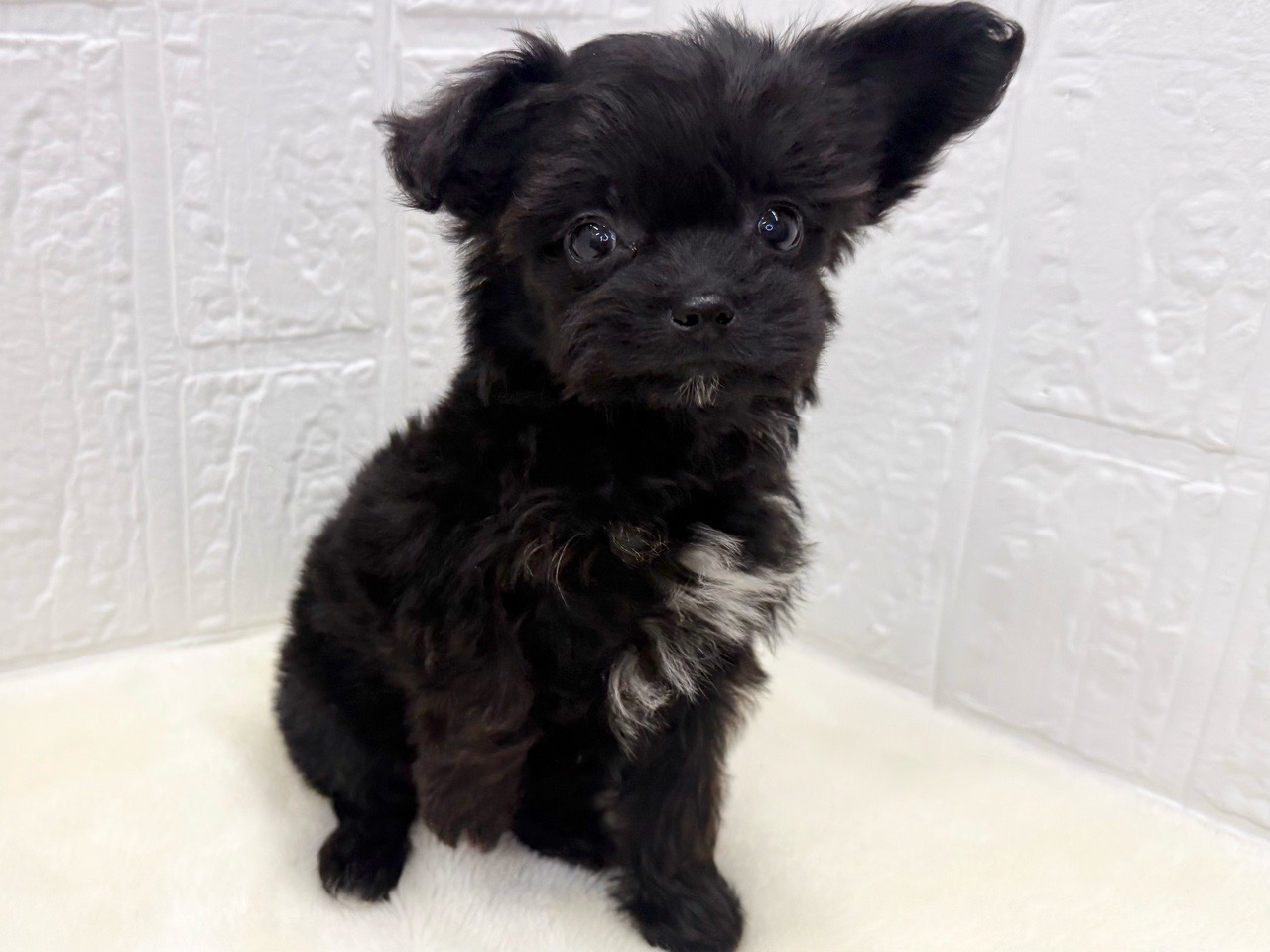 東京都のチワプー/プーチー(チワワ×プードル) (かねだい青梅店/2025年10月10日生まれ/女の子/ブラックホワイト)の子犬の3枚目の画像