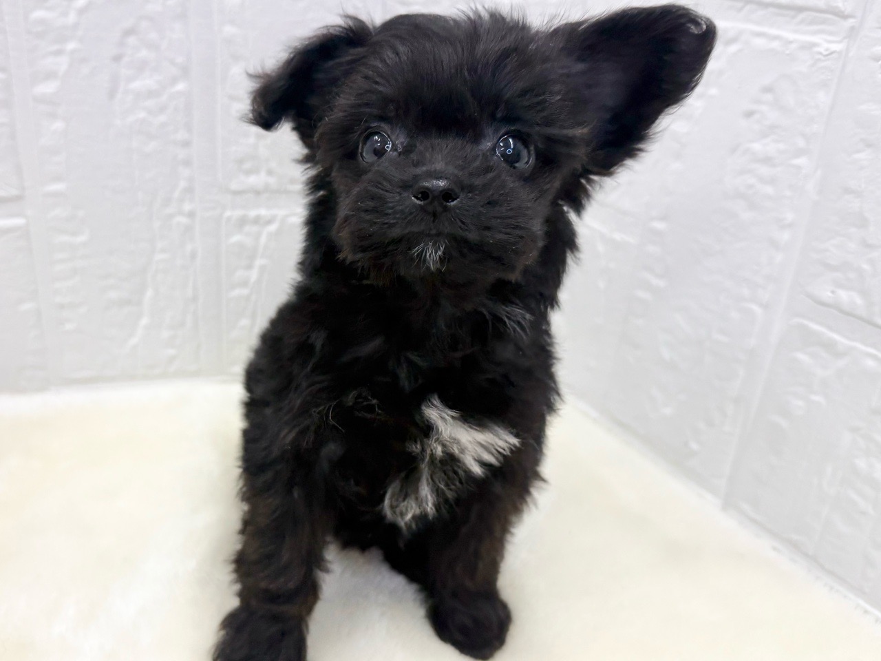 東京都のチワプー/プーチー(チワワ×プードル) (かねだい青梅店/2025年10月10日生まれ/女の子/ブラックホワイト)の子犬の4枚目の画像