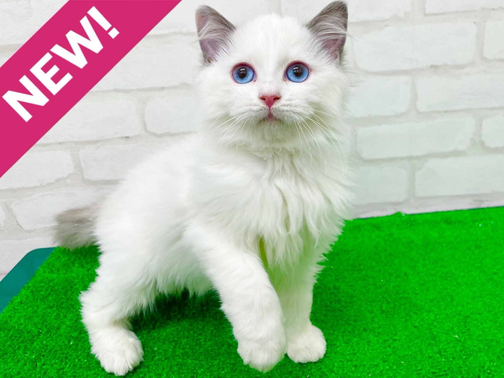 東京都のラグドール (かねだい立川店/2025年9月21日生まれ/女の子/ブルーポイントバイカラー)の子猫の1枚目の画像