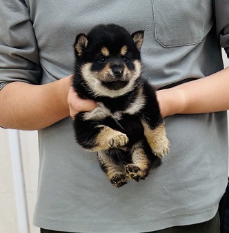 神奈川県の豆柴 (かねだい伊勢原店/2025年10月14日生まれ/男の子/黒)の子犬