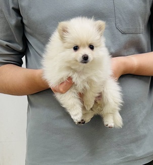 神奈川県のポメラニアン (かねだい伊勢原店/2025年10月13日生まれ/女の子/クリーム)の子犬