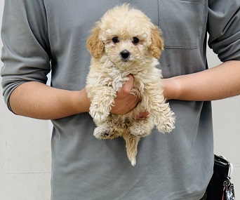 神奈川県のハーフ犬・ミックス犬 (かねだい伊勢原店/2025年9月30日生まれ/女の子/クリーム)の子犬