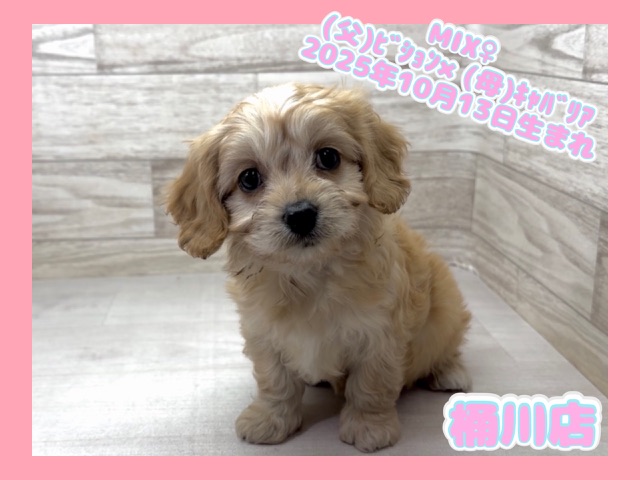 埼玉県のハーフ犬・ミックス犬 (かねだい桶川店/2025年10月13日生まれ/女の子/その他色)の子犬の1枚目の画像