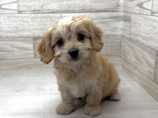 埼玉県のハーフ犬・ミックス犬 (かねだい桶川店/2025年10月13日生まれ/女の子/その他色)の子犬の2枚目の画像