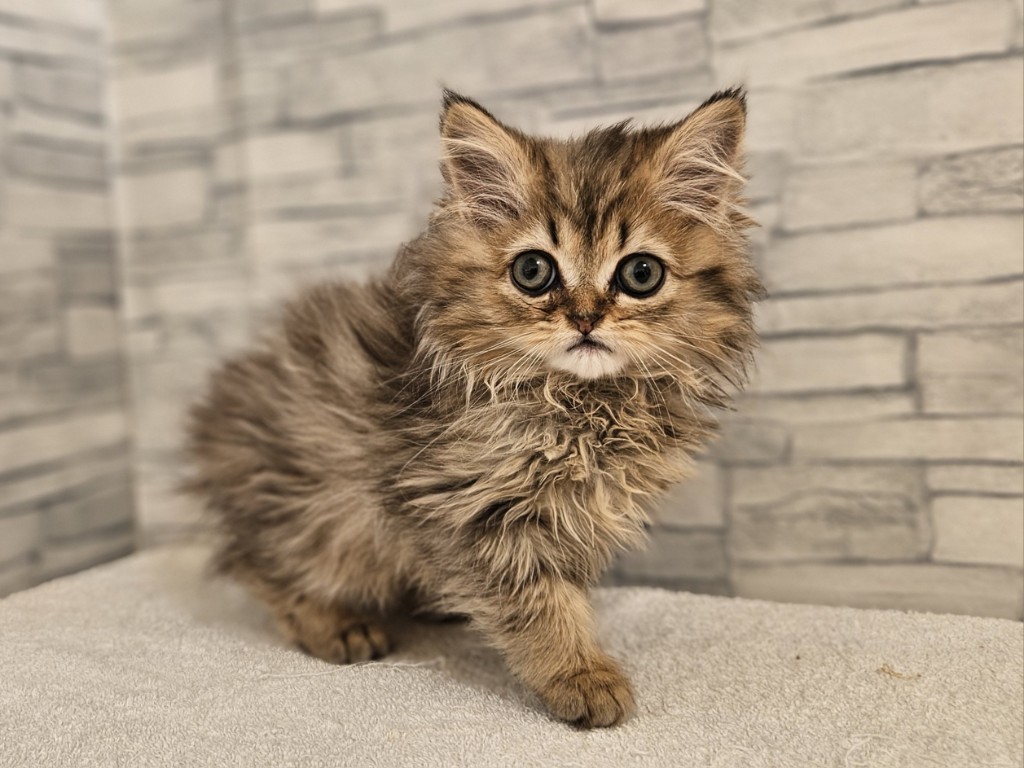 神奈川県のペルシャ (かねだいペットトライアル相模原/2025年10月9日生まれ/女の子/チンチラゴールデン)の子猫の1枚目の画像