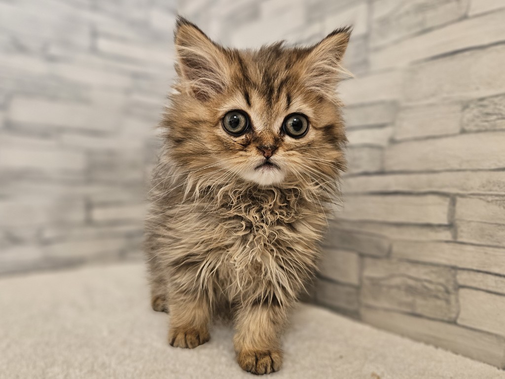 神奈川県のペルシャ (かねだいペットトライアル相模原/2025年10月9日生まれ/女の子/チンチラゴールデン)の子猫の2枚目の画像