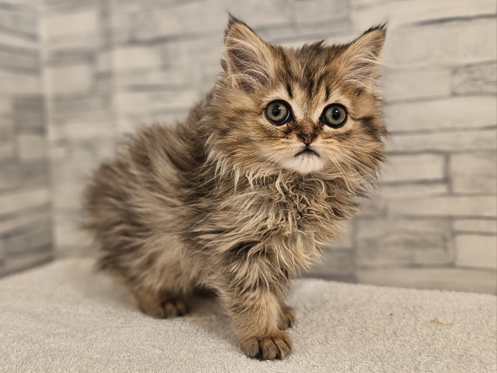 神奈川県のペルシャ (かねだいペットトライアル相模原/2025年10月9日生まれ/女の子/チンチラゴールデン)の子猫の3枚目の画像