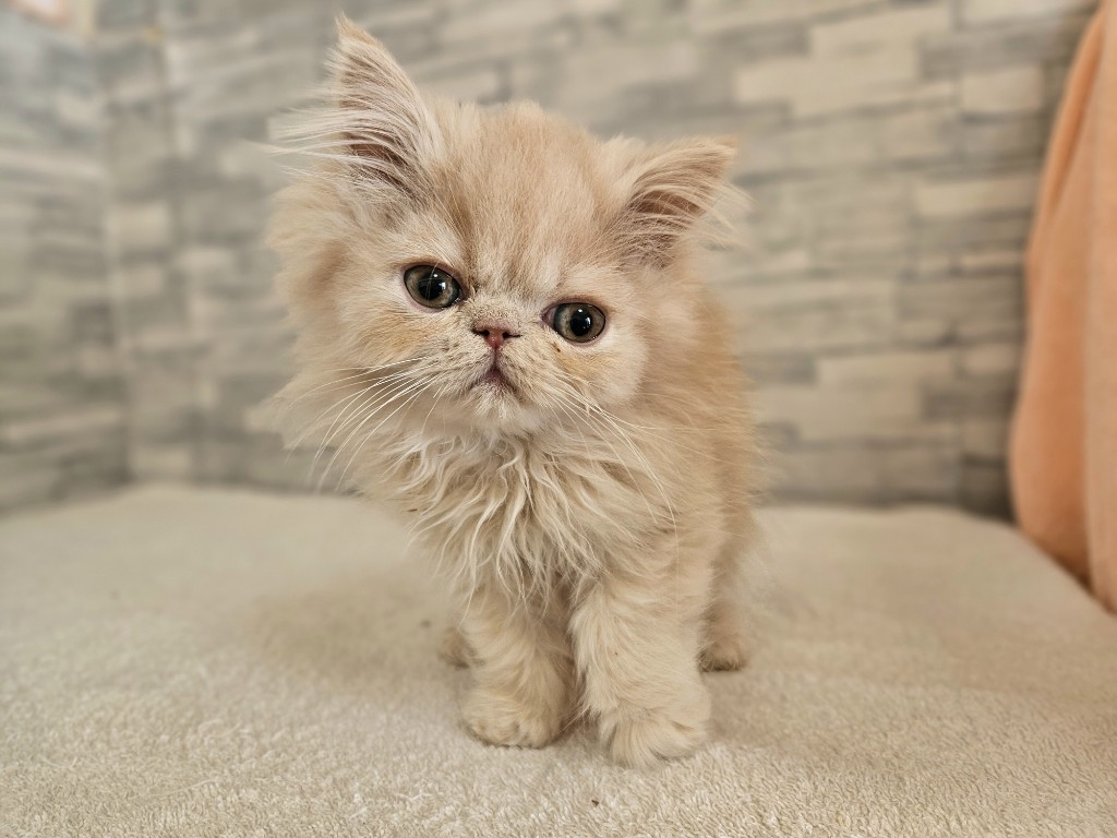 神奈川県のエキゾチック (かねだいペットトライアル相模原/2025年10月11日生まれ/男の子/クリーム)の子猫の1枚目の画像