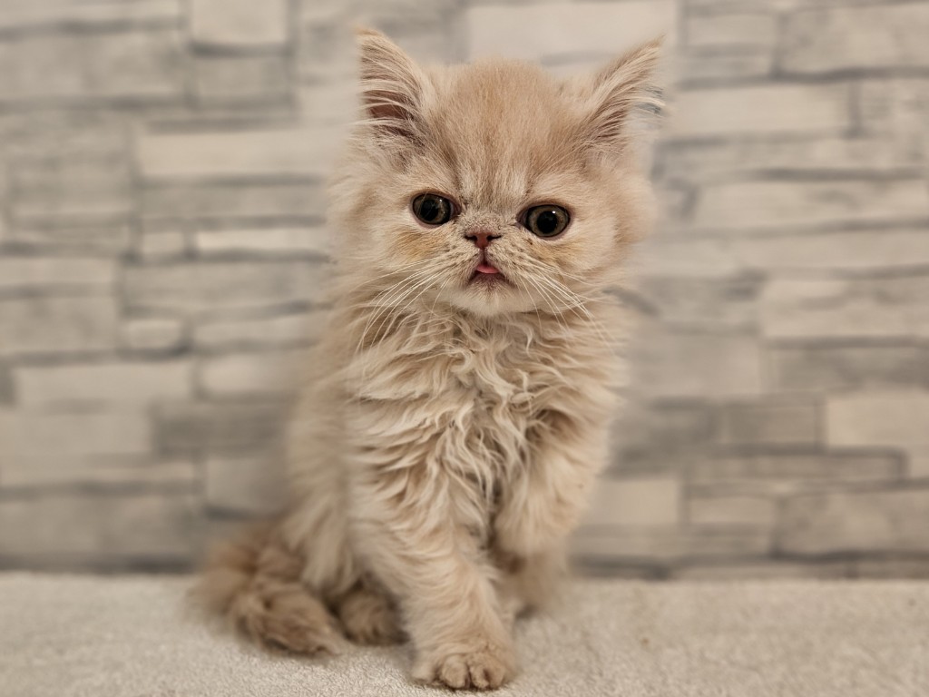 神奈川県のエキゾチック (かねだいペットトライアル相模原/2025年10月11日生まれ/男の子/クリーム)の子猫の2枚目の画像