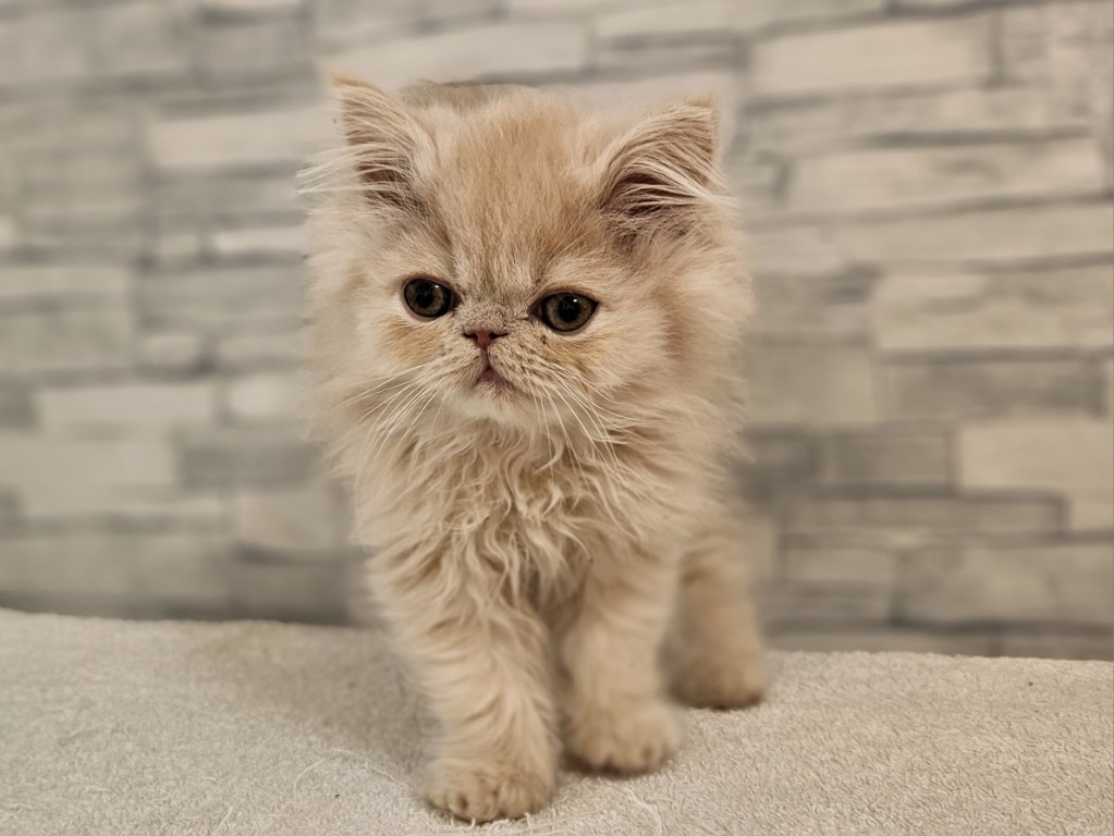 神奈川県のエキゾチック (かねだいペットトライアル相模原/2025年10月11日生まれ/男の子/クリーム)の子猫の3枚目の画像