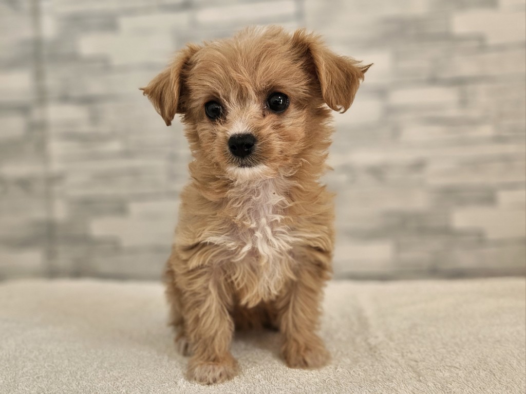 神奈川県のハーフ犬・ミックス犬 (かねだいペットトライアル相模原/2025年10月10日生まれ/女の子/アプリコット)の子犬の1枚目の画像