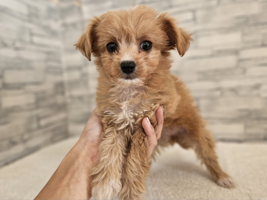 神奈川県のハーフ犬・ミックス犬 (かねだいペットトライアル相模原/2025年10月10日生まれ/女の子/アプリコット)の子犬の2枚目の画像