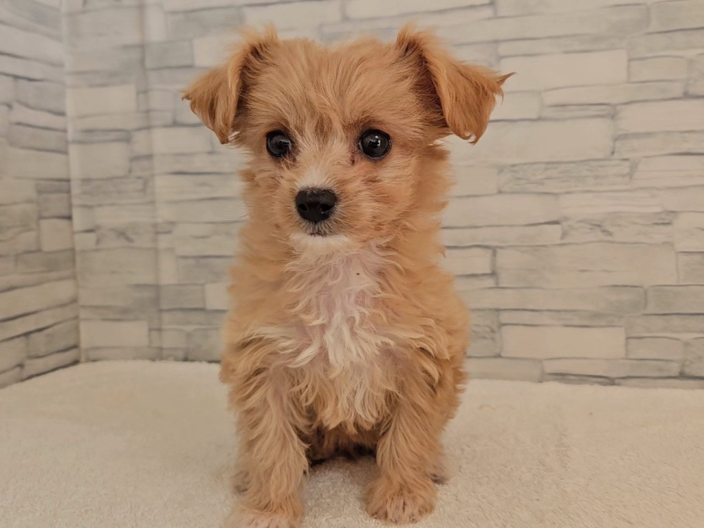 神奈川県のハーフ犬・ミックス犬 (かねだいペットトライアル相模原/2025年10月10日生まれ/女の子/アプリコット)の子犬の3枚目の画像