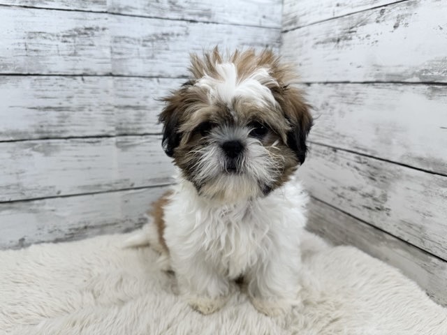 新潟県のシーズー (かねだいペットトライアル魚沼/2025年9月9日生まれ/男の子/ホワイトゴールド)の子犬の1枚目の画像