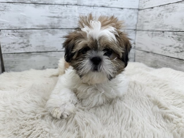 新潟県のシーズー (かねだいペットトライアル魚沼/2025年9月9日生まれ/男の子/ホワイトゴールド)の子犬の2枚目の画像