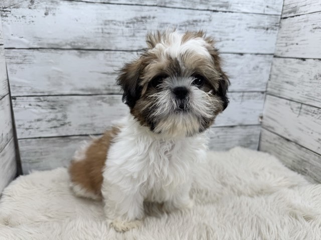 新潟県のシーズー (かねだいペットトライアル魚沼/2025年9月9日生まれ/男の子/ホワイトゴールド)の子犬の3枚目の画像